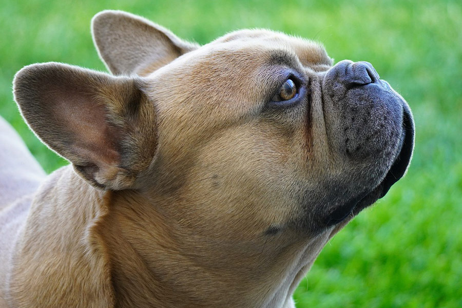 Franse bull dog zijaanzicht