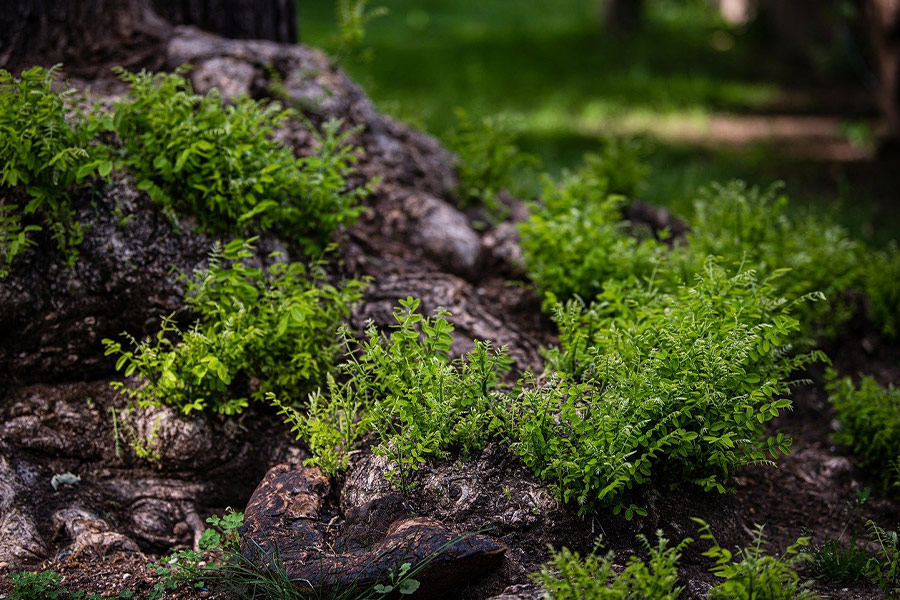 Struiken schieten planten