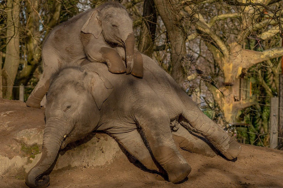 Olifanten ontspannende dierentuin