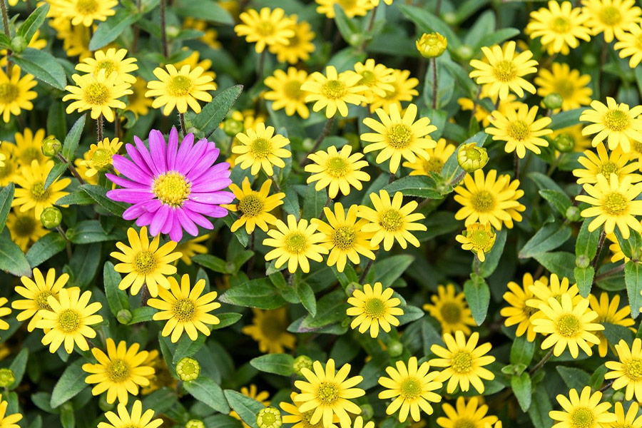 Seulement du rose parmi les jaunes