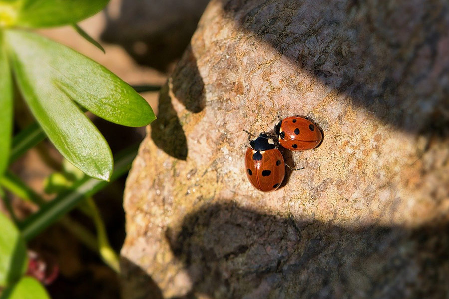 Zwei Marienkäfer Insekten oben auf Steinen