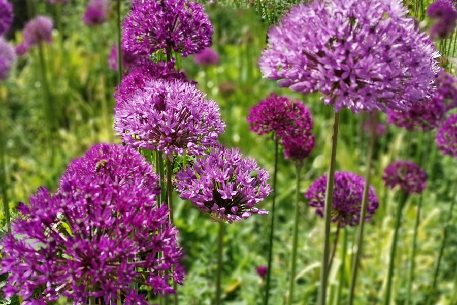 Fleurs d'oignon persan violet