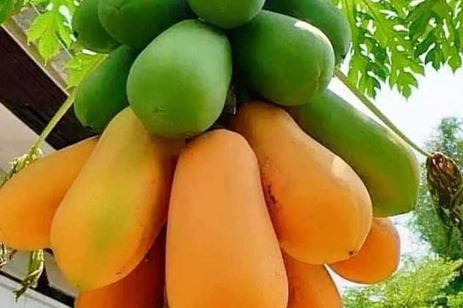 Papaya, Frucht, Gemüse