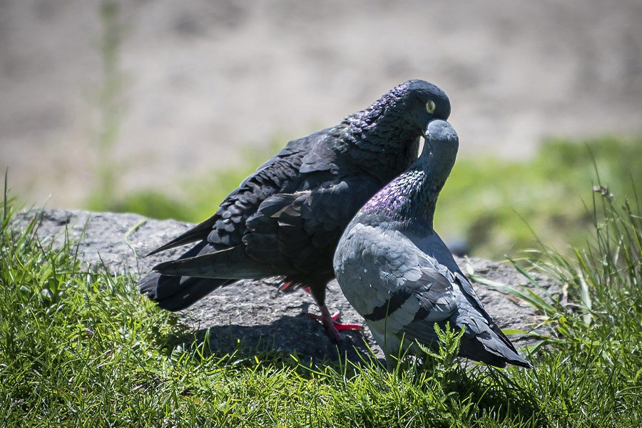 Twee duivenliefhebbers