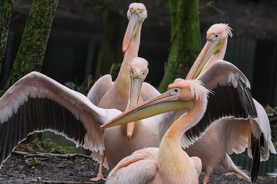 Pelikaan watervogel roze
