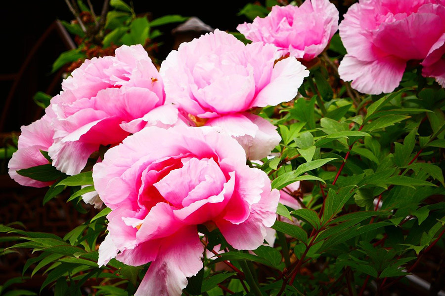 Les roses aiment les fleurs