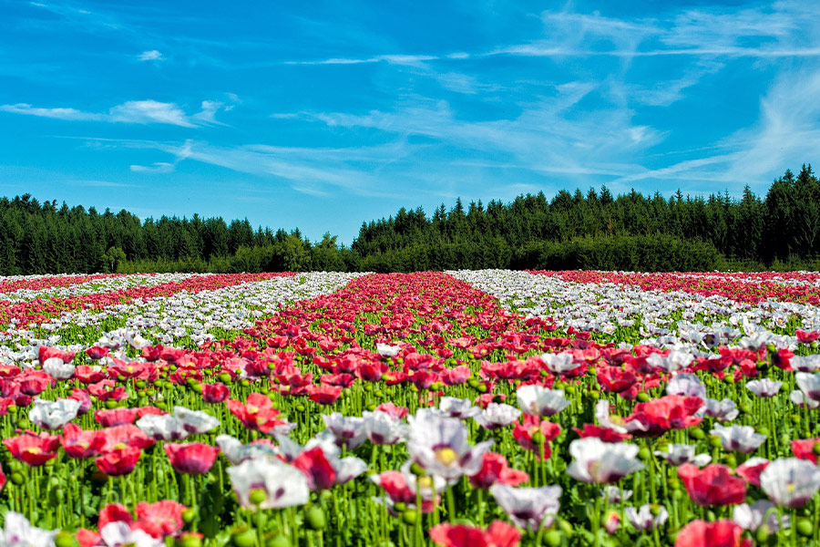 Champ de coquelicots