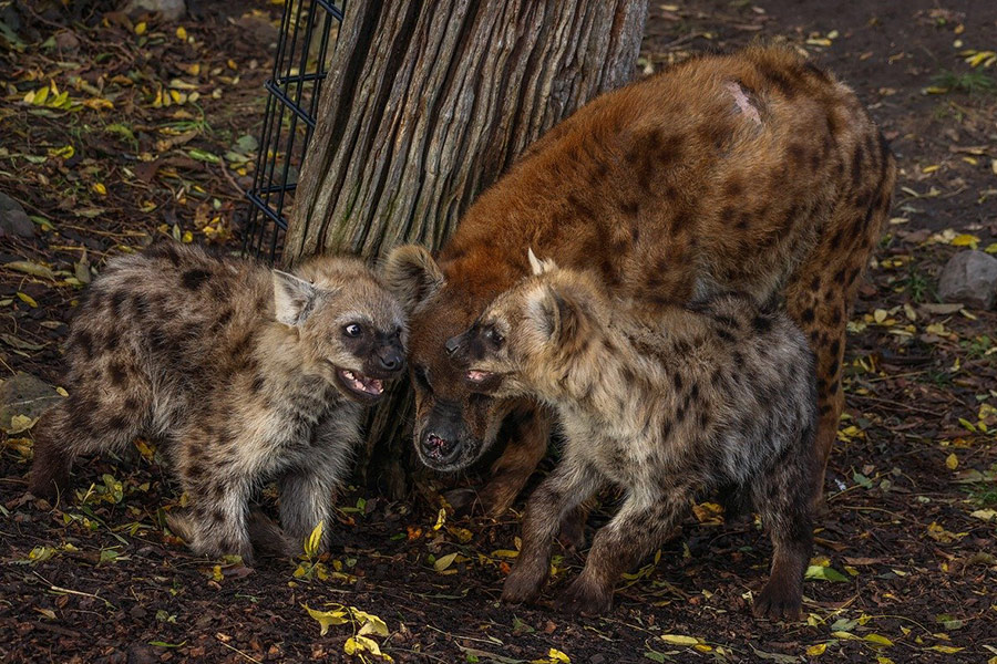 Mamahyena met baby's