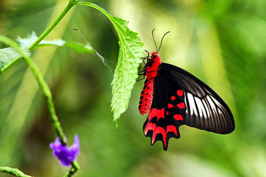 Super rote und schwarze Schmetterlingsfarbe