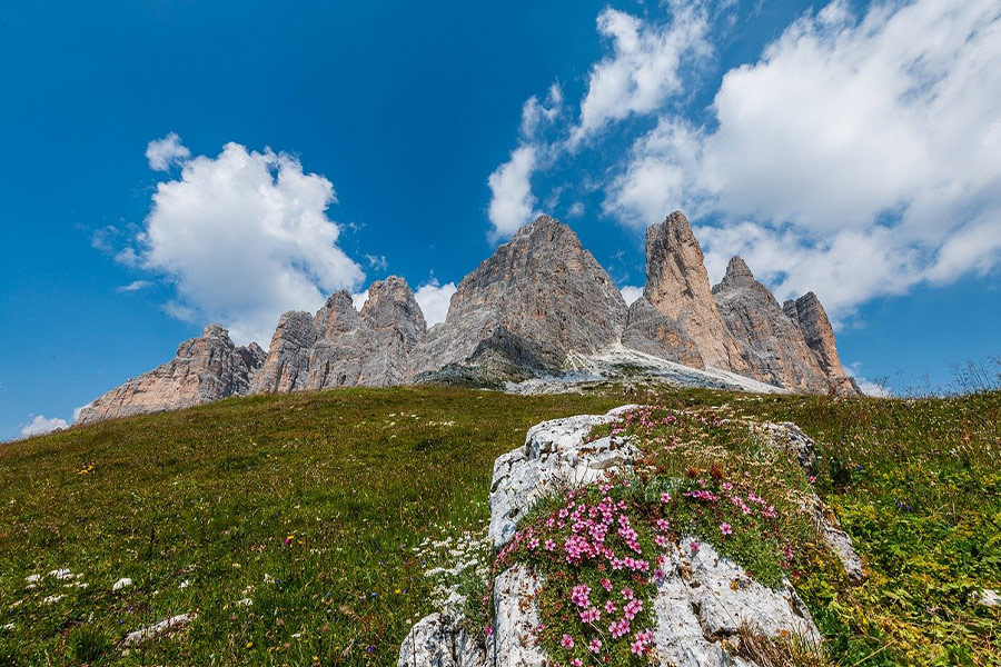Montagna rocciosa di fiori selvatici