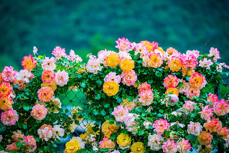 Roses colorées sur la clôture