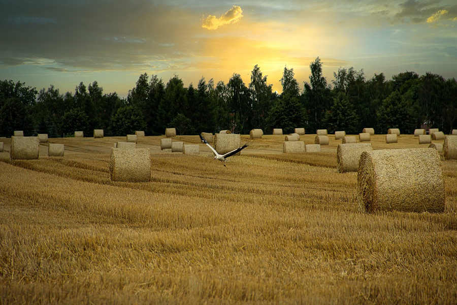 Balle di fieno di campo