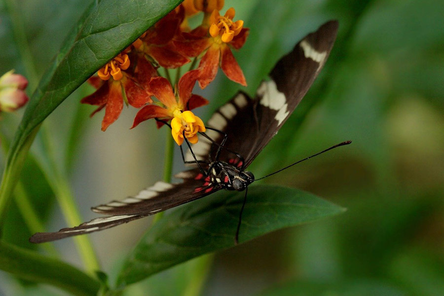 Pflanzenbild Blume und Schmetterling