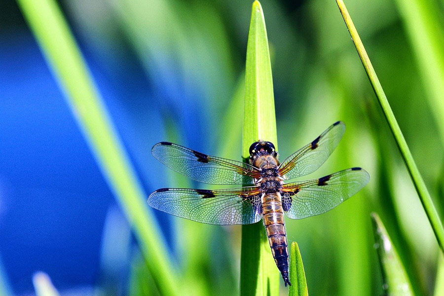 Libelleninsektenfoto