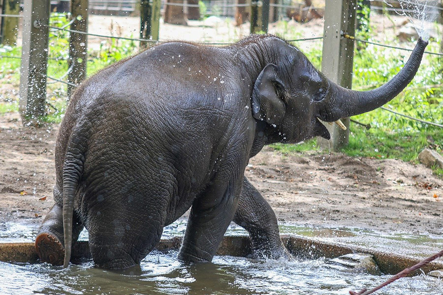 Babyolifant speelt in het water