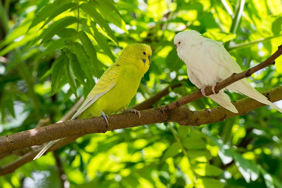 Parkietvogels parkiet