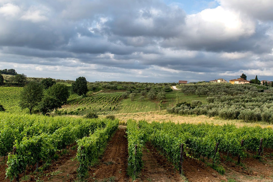 Agricoltura viticoltura aziendale