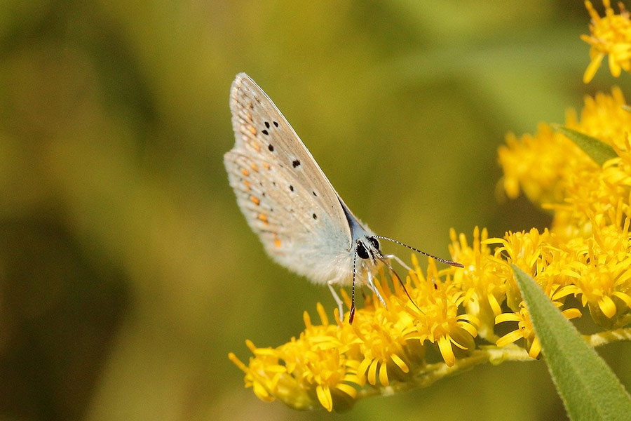 Schmetterlingsinsekt bestäubt