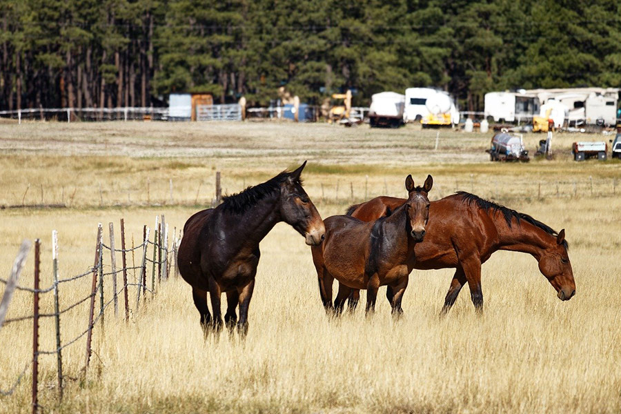 Drie paarden grazen