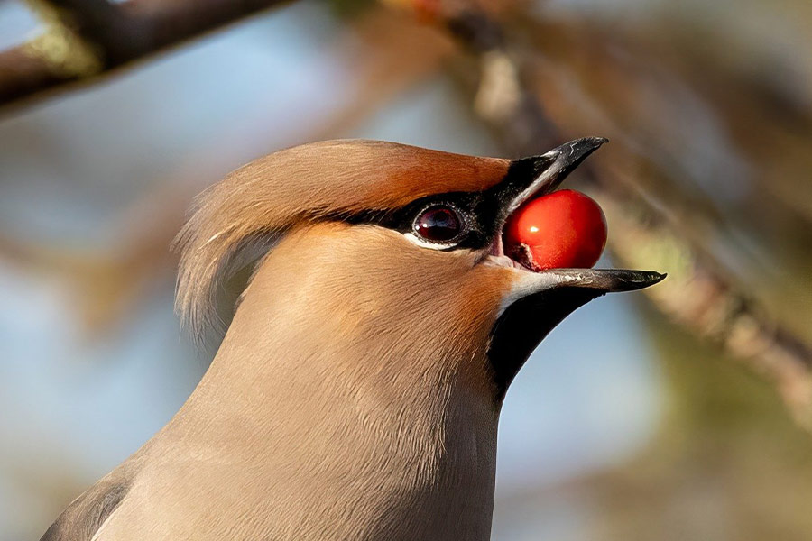 Pestvogel vogel ornithologie beeld