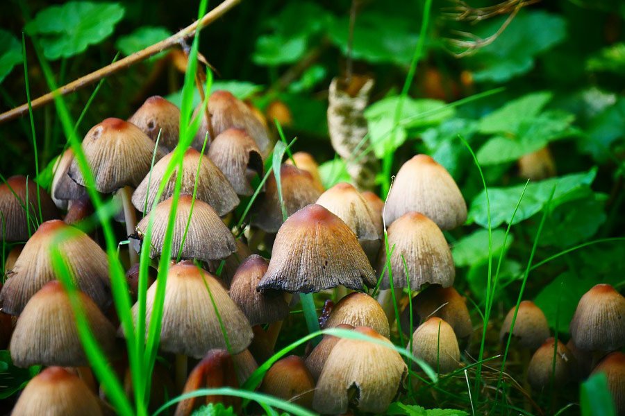 Een bosje paddenstoelen