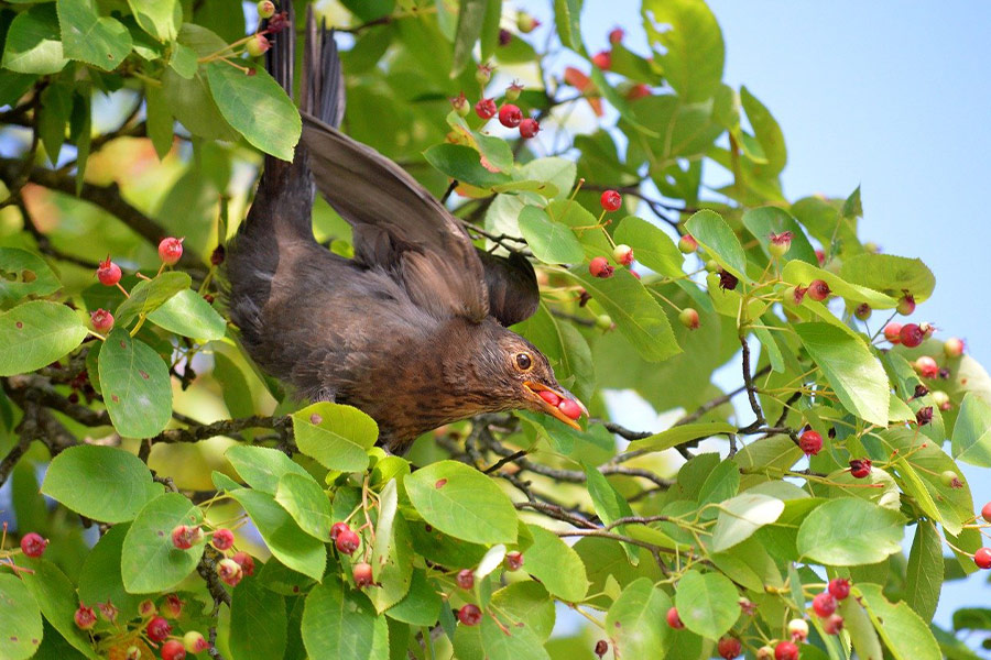 Bruine vogel die bessen eet