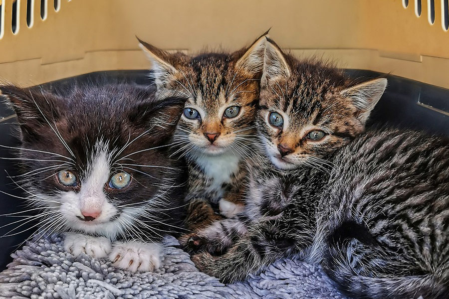 Drie kitten in kattenbak