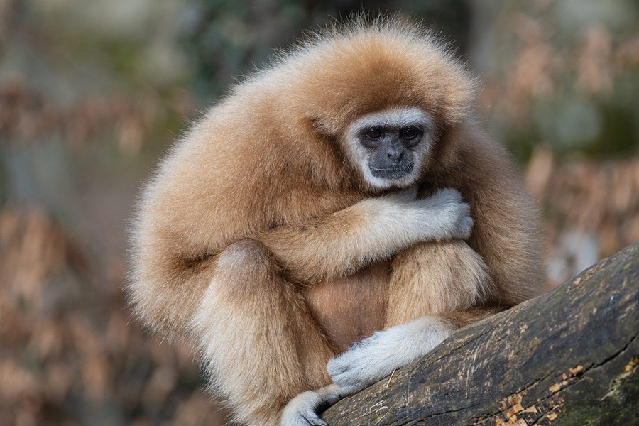 Gibbon ape mammal