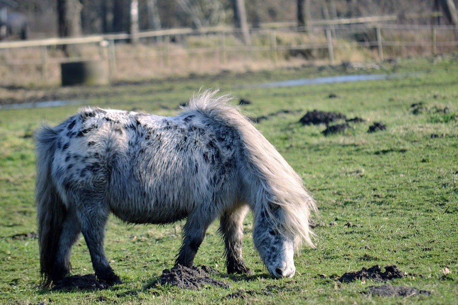 Kleine paardenpony