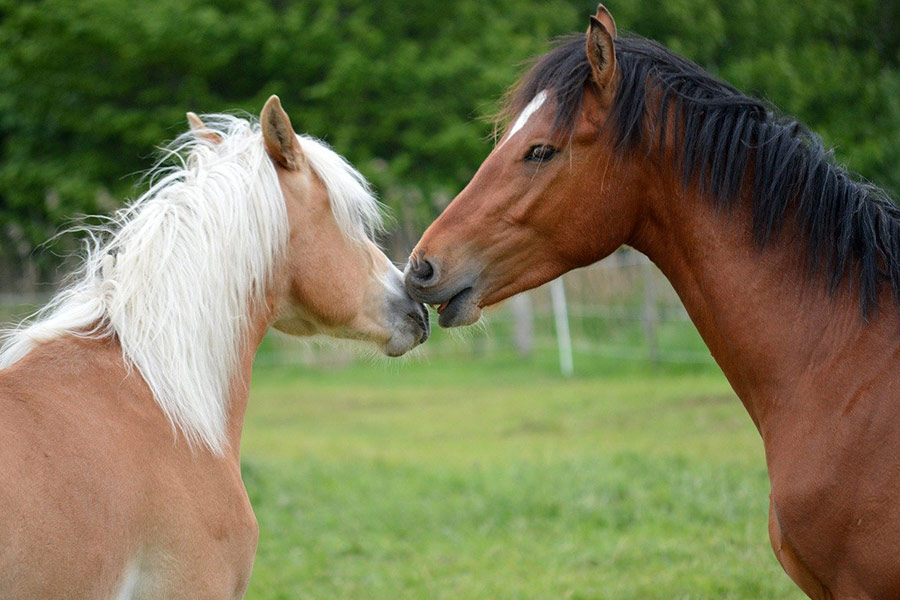 Paarden spelen droog