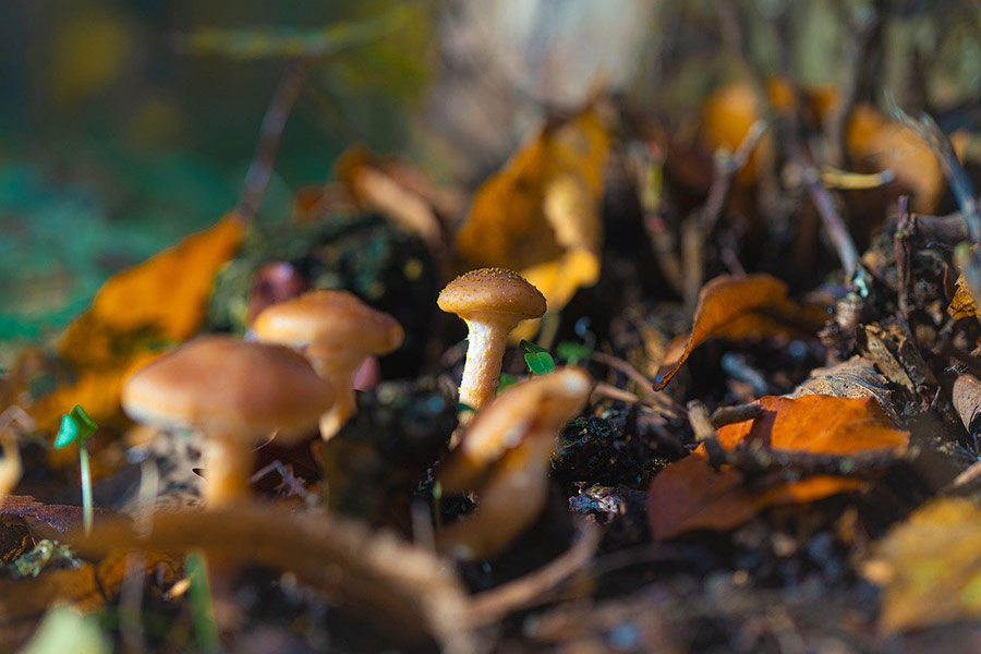 De natuur heeft paddenstoelen gegeven