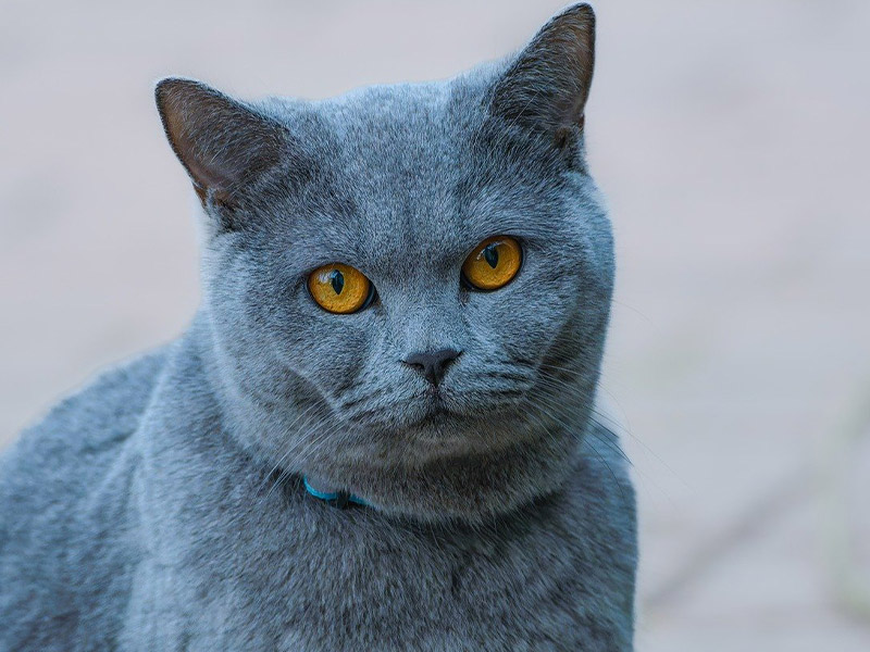 Schöne Katze Nahaufnahme