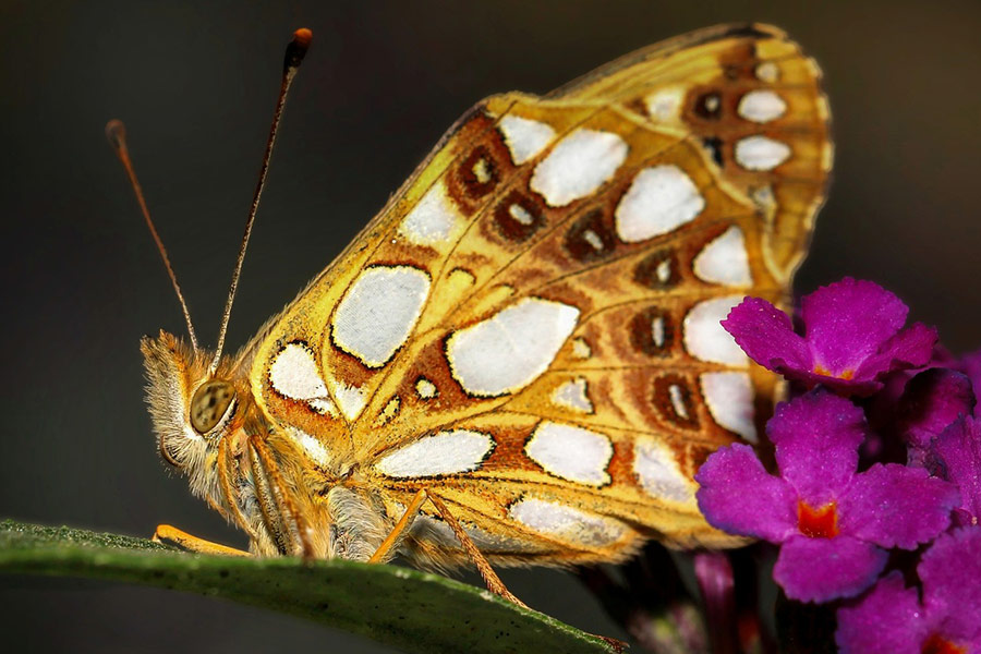 Super große Schmetterling lila Blume