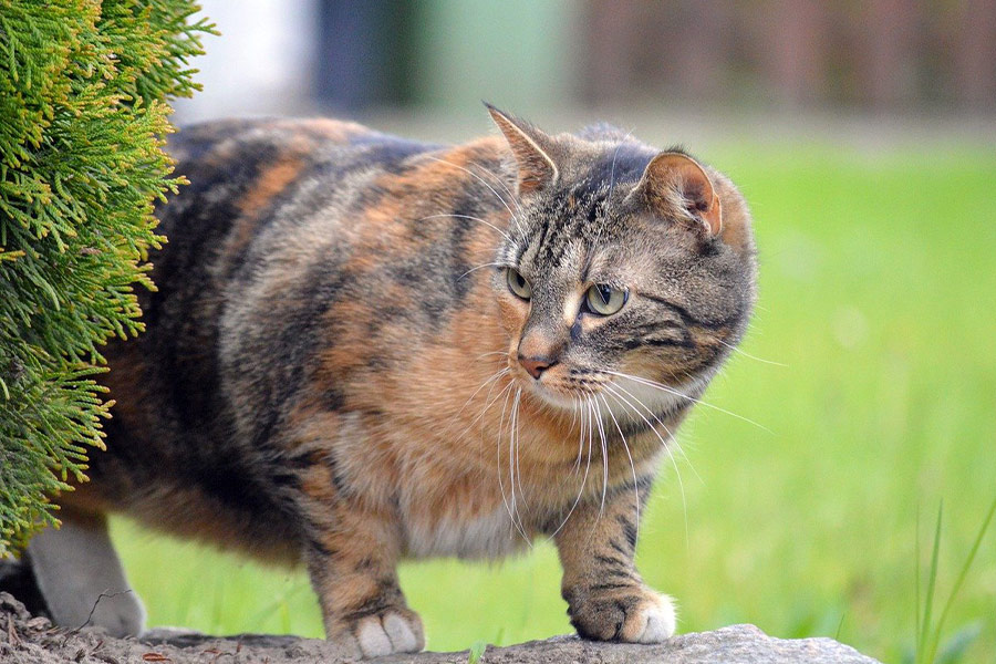 Binnenlandse kattentuin