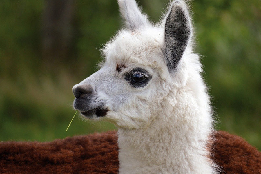 Alpaca lama dier