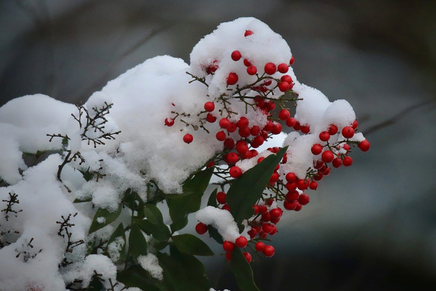 Hemelse bamboe nandinabes