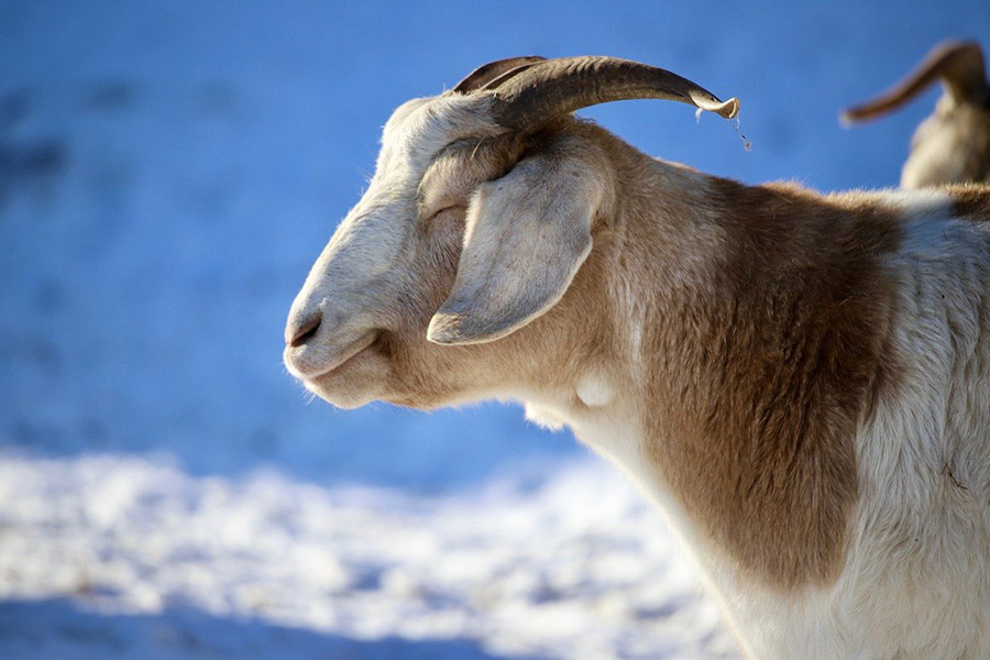 Sluitende ogen van huisdierengeiten