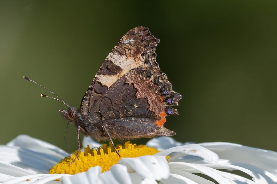 Schmetterlinge in vielen Farben bestäuben