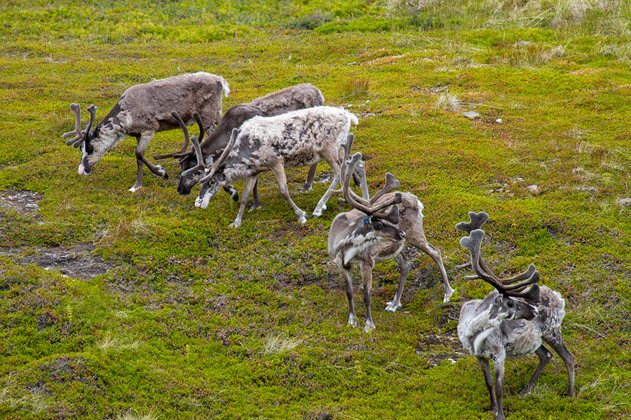 Grazing reindeer pasture