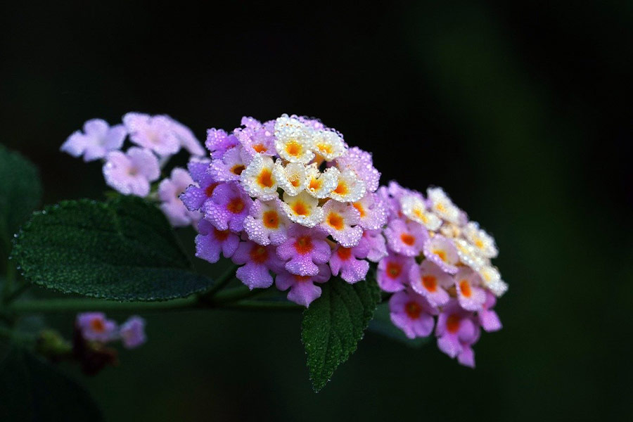 Lantana dew beautiful flowers