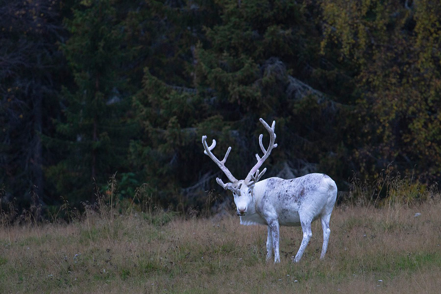 White reindeer leucistic deer