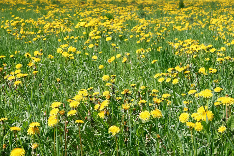 Field dandelion flowers