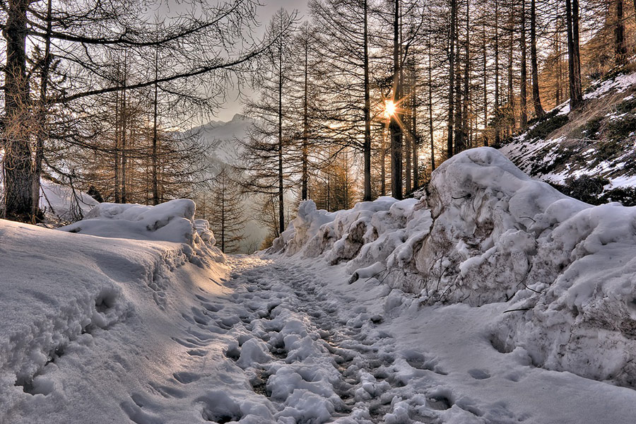 Mountain path forest