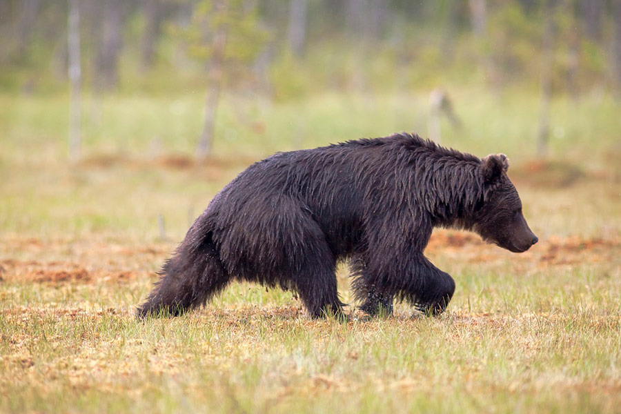 Baby black bear roaming around