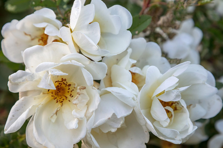Bunch of white rose flowers