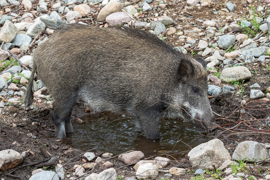 Wild swine boar animal