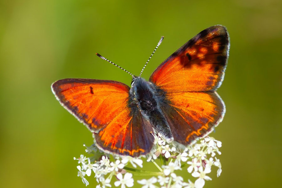 Black orange butterfly insect