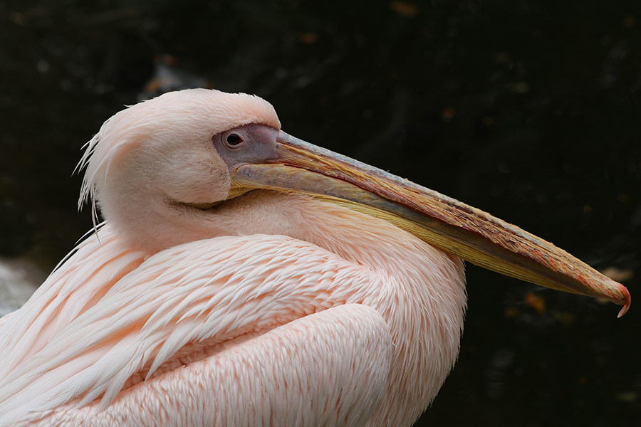 Pelican water fowl bird