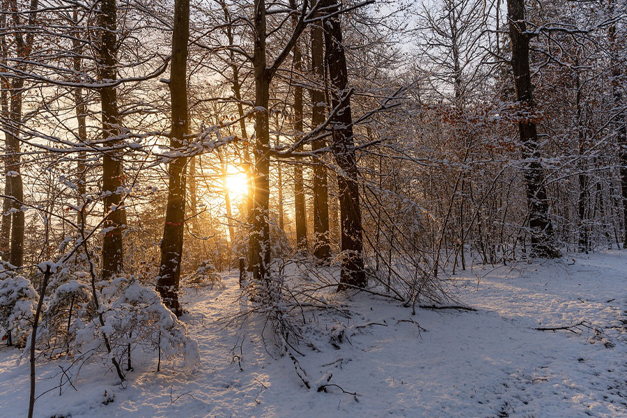 Reserve forest trees winter