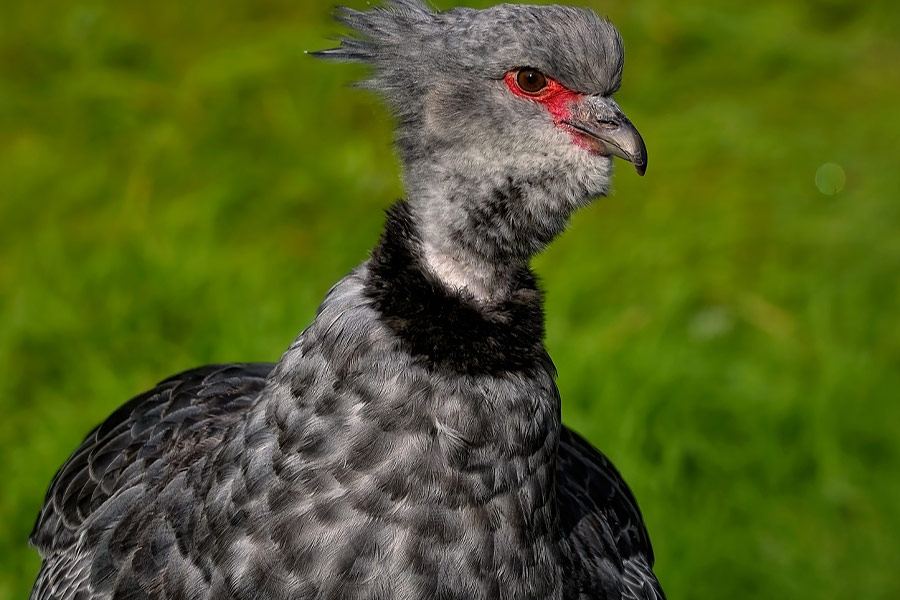 Southern screamer bird